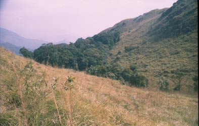 Shola forests of Ponmudi